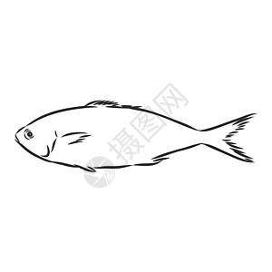 手绘草图海鲜矢量黑白复古插图鲑鱼 白色背景上的孤立对象 菜单设计动物绘画钓鱼美食雕刻盐水市场生活海洋木刻图片