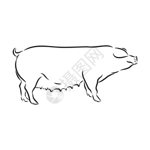 图形样式手绘插图中猪的矢量图解牛肉涂鸦食物农业畜栏推广绘画家畜艺术农场图片