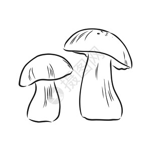 蘑菇森林蘑菇插图蘑菇矢量绘图食物季节涂鸦牡蛎蔬菜烹饪植物手绘雕刻艺术图片