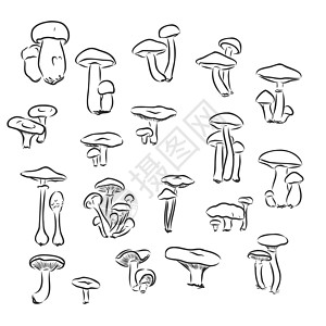 蘑菇森林蘑菇插图蘑菇矢量绘图食物草图绘画植物美食烹饪涂鸦季节艺术雕刻图片