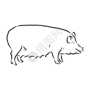图形样式手绘插图中猪的矢量图解框架艺术农场涂鸦雕刻质量牧场品牌农业香肠图片