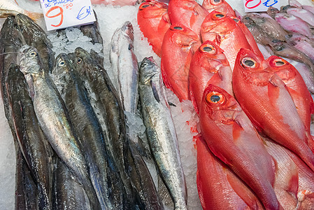 红丁鱼和其他鱼类鲭鱼海洋饮食钓鱼鳕鱼皇帝食物渔业营养销售图片