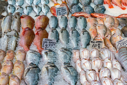 出售新鲜鱼营养市场美食食物鲭鱼钓鱼鳟鱼鲈鱼饮食盐水图片