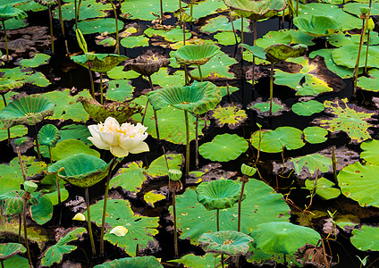 莲花田里的新鲜树叶和枯叶叶热带花园植物学植物池塘百合白色农场绿色图片