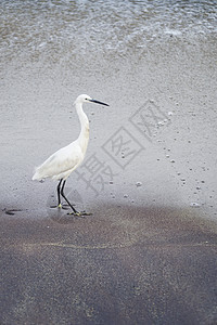 沙滩上的白海鸟白鹭荒野海滨支撑苍鹭环境野生动物白色海洋海滩图片