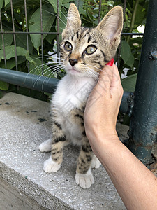 一只手捂耳朵一只雌性手摸一只可爱的小猫宠物公园街道动物耳朵猫咪晶须哺乳动物友谊女士背景