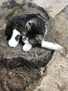 一只可爱的猫睡在街上的树木上休息毛皮宠物动物木头乐趣街道说谎猫咪虎斑图片