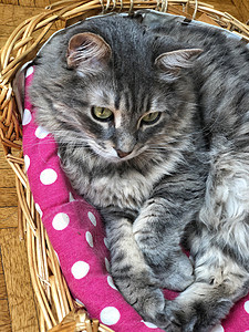 一只可爱的灰猫在篮子里休息毛皮伴侣爪子宠物猫科动物说谎小猫灰色虎斑晶须图片