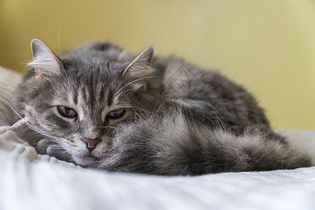 睡着的可爱小猫咪说谎宠物毯子哺乳动物猫科虎斑胡须猫咪毛皮动物图片
