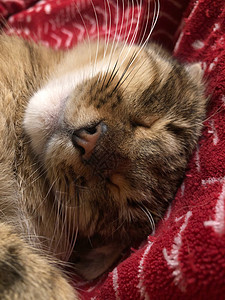 一只可爱的猫咪睡着了格子毯子宠物时间休息小憩毛皮动物眼睛沙发图片