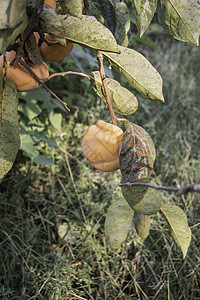 满是成熟的金色长生树树叶水果植物绿色花园收成果园食物叶子红色图片