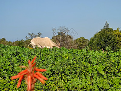 奶牛后面的橙色植物图片