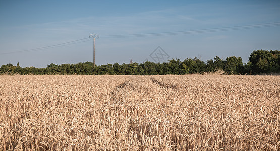 小麦田在收割前刚成熟农田收成金子场地晴天农场地平线植物大麦小麦图片