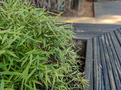 木椅旁的绿色植物森林建筑学草地椅子环境住宅反射植物大厦季节图片