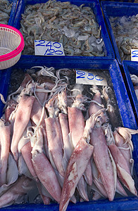 新鲜鱿鱼和太平洋白虾浸在蓝色冰盘中图片