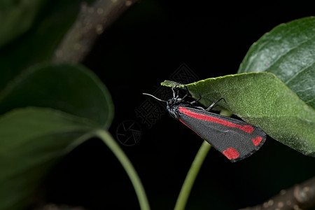 黑的和红的肉桂巴飞蛾挂着黑色背景的叶子 蒂利亚·雅科巴埃图片