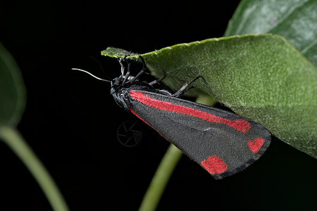 黑的和红的金纳巴飞蛾挂在叶子上 黑色背景更近的地方 蒂利亚·雅可拜埃图片