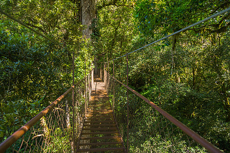 巴拿马绞架桥热带全景气候肾上腺素旅行植物野生动物丛林山脉冒险图片