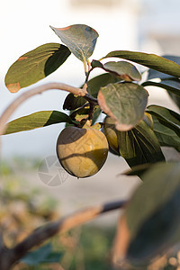 农业 苹果 苹果 秋天 分支机构 食品 新鲜 水果 水果 花园 绿色 收获 健康 叶子 树叶 自然 自然 果园 有机 桃子 植物图片