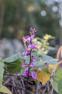 豆子有紫花和扁豆植物花瓣花园植物群紫色薰衣草绿色粉色紫丁香宏观图片