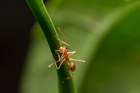 植物上的宏红蚁红色动物宏观图片