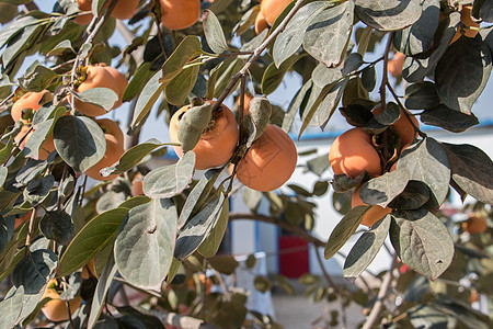 农业 苹果 苹果 秋天 分支机构 食品 新鲜 水果 水果 花园 绿色 收获 健康 叶子 树叶 自然 自然 果园 有机 桃子 植物图片