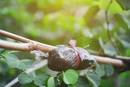 特写移植植物或树的方法 以便更快地生长图片