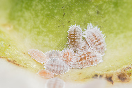 树叶上的优多coccidae宏粉状害虫昆虫宏观植物白色虫科假球图片