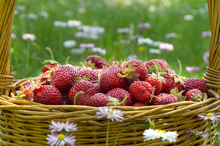 堆满一篮美味的熟熟红草莓草地收成农业饮食营养篮子园艺采摘蒸汽场地图片