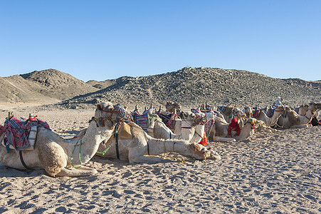 沙漠中屈棉骆驼群天空哺乳动物蓝色骆驼团体干旱单峰家畜动物脖子背景图片