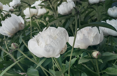 绿色树叶间美丽的白马花朵园艺季节花瓣植物紫色露天花园衬套植物群植物学图片