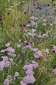 Achillia Allium和Grass的花边图边框花朵葱属淡紫色细节花园边界紫色图片