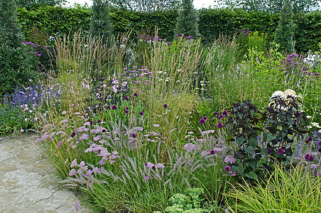 Achillia Allium和Grass的花边图淡紫色水平边框种植边界花朵花园荒野紫色图片