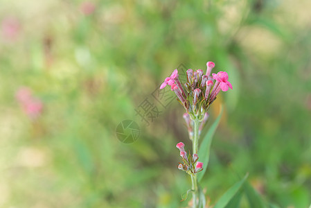 粉红色的颜色在前卫植物花束仙丹季节礼物场地花瓣花园庆典墙纸图片