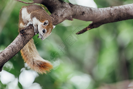自然野生树上的松鼠棕色风化公园毛皮树木生活动物栗鼠尾巴野生动物哺乳动物图片