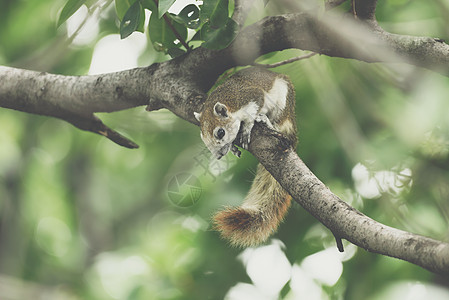 自然野生树上的松鼠棕色风化栗鼠野生动物哺乳动物森林尾巴住宅树木树叶动物图片