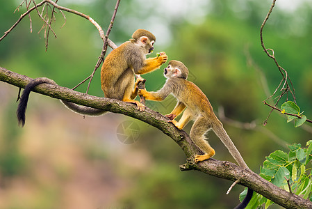普通松鼠猴子在树枝上玩耍图片