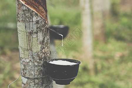 种植场上天然橡胶林树和天然橡胶叶子材料场景树干衬套橡皮液体环境丛林段落图片