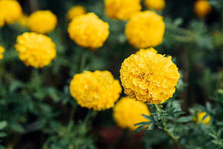 花园中的黄色花朵翠菊叶子园艺活力美丽花束墙纸植物学区系框架背景图片