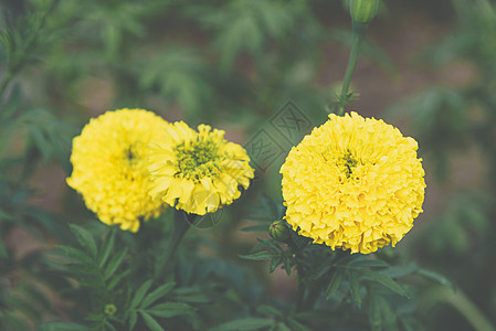 花园中的黄色花朵季节橙子庆典太阳园艺植物学美丽植物墙纸框架图片