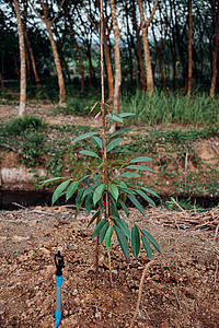 幼苗或树苗是水果之王国家植物萼片尖刺种植园果汁园艺榴莲农业营养图片