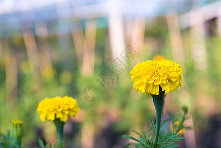 花园中的黄色花朵橙子叶子墙纸美丽场地花束框架植物学区系季节背景图片