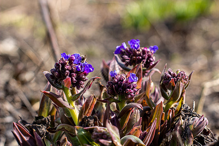 春初美第莎花 紫花贴近蓝色野花宏观宏花紫色植物草本植物草地花朵肺病背景图片