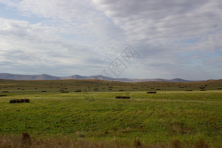 一片宽阔的绿绿地 牛群在那里放牧哺乳动物土地晴天牛肉草地风景天空动物农村奶制品图片