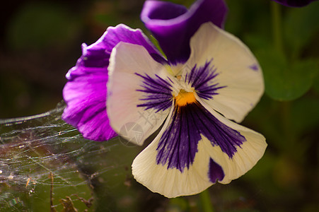 花朵植物学植物园艺脆弱性背景图片