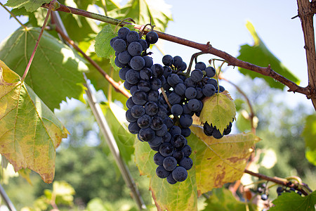 葡萄上连串红葡萄酒葡萄葡萄园季节拉子生长场地植物栽培食物农业蓝色图片