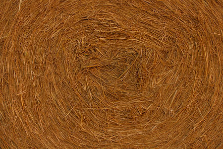 在田地里 干草圆柱形白泥浆的密闭粮食农业农民红色店铺白色小麦农村黑色动物图片