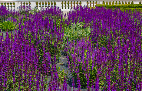 紫色大叶草边框一片紫色的花朵背景