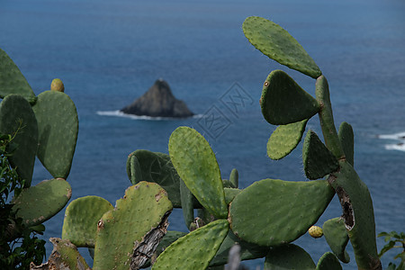 海洋公园附近的刺耳梨厂 在Ferale的岩石背景中榕树蓝色肉质无花果绿色图片