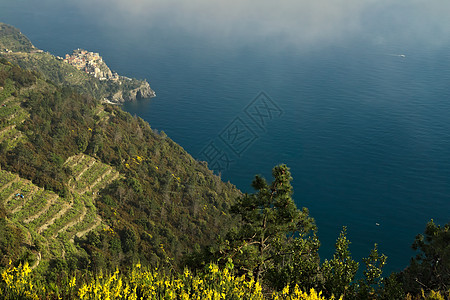 康尼格利亚呼叫辛克地球 日落时是海景 雾里假期绿色衬套气氛海岸葡萄园扫帚季节风景旅行图片